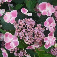 Hydrangea Macrophylla Reiko Picture of Hydrangea Macrophylla Reiko (8289)