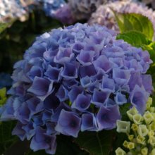 Hydrangea Magical Revolution Blue Picture of Hydrangea Magical Revolution Blue (30287)
