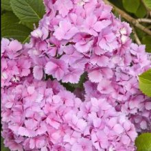 Hydrangea Mrs Kumiko Picture of Hydrangea Mrs Kumiko (2619)