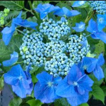 Hydrangea Nightingale Picture of Hydrangea Nightingale (2621)