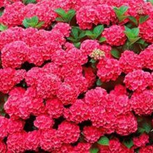 Hydrangea Nixie Picture of Hydrangea Nixie (2622)