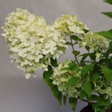 Hydrangea Paniculata Bombshell Picture of Hydrangea Paniculata Bombshell (30060)