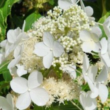 Hydrangea Paniculata Levana Picture of Hydrangea Paniculata Levana (7967)