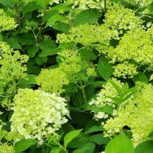 Hydrangea Paniculata Limelight Picture of Hydrangea Paniculata Limelight (7966)