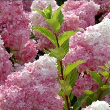 Hydrangea Paniculata Sundae Fraise Picture of Hydrangea Paniculata Sundae Fraise (10440)
