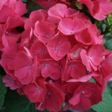 Hydrangea Paris Picture of Hydrangea Paris (5905)