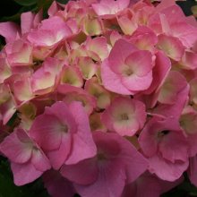 Hydrangea Piamina Picture of Hydrangea Piamina (2627)