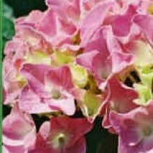 Hydrangea Pink Bouquet Picture of Hydrangea Pink Bouquet (7822)