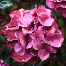 Hydrangea Raspberry Crush Picture of Hydrangea Raspberry Crush (2636)
