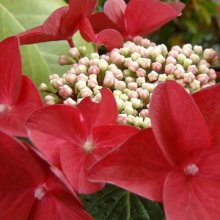 Hydrangea Red Start Picture of Hydrangea Red Start (7823)