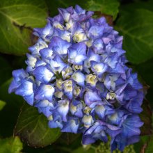 Hydrangea Renate Steiniger Picture of Hydrangea Renate Steiniger (2638)