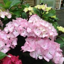 Hydrangea Saxon Pink Maiden Picture of Hydrangea Saxon Pink Maiden (10575)