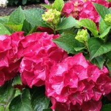 Hydrangea Saxon Red Dawn Picture of Hydrangea Saxon Red Dawn (10576)