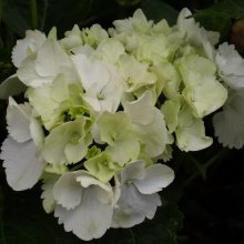 Hydrangea Snowball Picture of Hydrangea Snowball (5902)