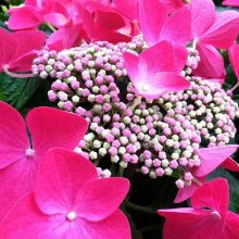 Hydrangea Strawberries and Cream Picture of Hydrangea Strawberries and Cream (8163)