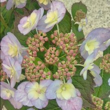 Hydrangea Summer Glow Picture of Hydrangea Summer Glow (28913)