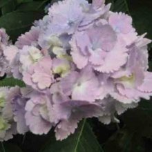 Hydrangea Tosca Picture of Hydrangea Tosca (7824)