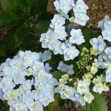 Hydrangea Trophy Picture of Hydrangea Trophy (2644)