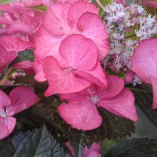 Hydrangea Tuxedo Pink Picture of Hydrangea Tuxedo Pink (30040)