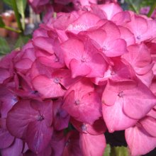 Hydrangea Tuxedo Red Picture of Hydrangea Tuxedo Red (30041)