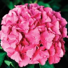 Hydrangea Venice Picture of Hydrangea Venice (5904)