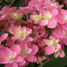 Hydrangea YouMe Eternity Picture of Hydrangea YouMe Eternity (7082)
