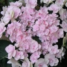 Hydrangea YouMe Forever Picture of Hydrangea YouMe Forever (7083)