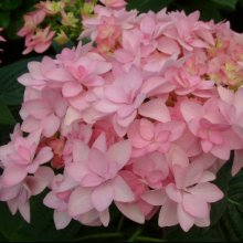 Hydrangea YouMe Romance Picture of Hydrangea YouMe Romance (7084)