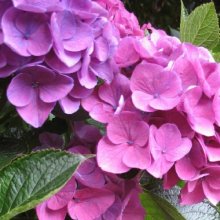 Hydrangea Zurich Picture of Hydrangea Zurich (5903)