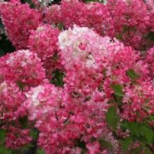 Hydrangea Paniculata Diamond Rouge Picture of Hydrangea Paniculata Diamond Rouge (10441)