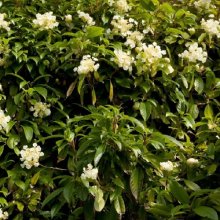 Picture of Hydrangea Seemanii (2641)