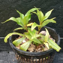 Picture of Hygrophila Angustifolia (28912)