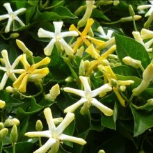 Picture of Hymenosporum Golden Nugget (2654)