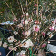 Picture of Hypocalymma Coconut Ice (29876)