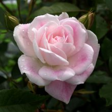 Iceberg Blushing Pink 45cm-Rose Picture of Iceberg Blushing Pink 45cm-Rose (29375)