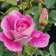 Iceberg Brilliant Pink Std 80cm-Rose Picture of Iceberg Brilliant Pink Std 80cm-Rose (2662)