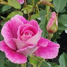 Iceberg Brilliant Pink-Rose Picture of Iceberg Brilliant Pink-Rose (2660)