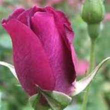Iceberg Burgundy Pillar -Rose Picture of Iceberg Burgundy Pillar -Rose (2671)