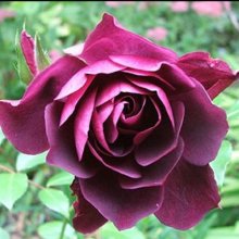 Iceberg Burgundy Std 35 to 45cm-Rose Picture of Iceberg Burgundy Std 35 to 45cm-Rose (5880)