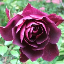 Iceberg Burgundy Std 80cm-Rose Picture of Iceberg Burgundy Std 80cm-Rose (2665)