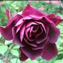 Iceberg Burgundy-Rose Picture of Iceberg Burgundy-Rose (2663)