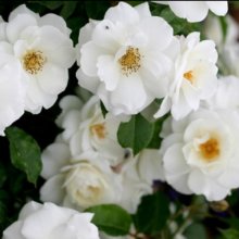 Iceberg Bush-Rose Picture of Iceberg Bush-Rose (2666)