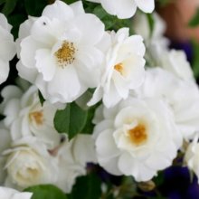 Iceberg Clg-Rose Picture of Iceberg Clg-Rose (2667)