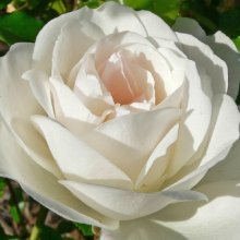 Picture of Iceberg Pillar -Rose (2668)