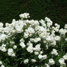 Iceberg Std 45cm-Rose Picture of Iceberg Std 45cm-Rose (7276)