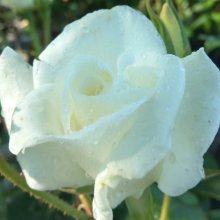 Picture of Iceberg Std 80cm Single Bud-Rose (31110)
