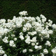 Iceberg Std 80cm-Rose Picture of Iceberg Std 80cm-Rose (2669)