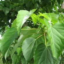 Picture of Idesia Polycarpa seedling (30656)