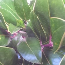 Picture of Ilex Black Shadow (8619)
