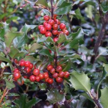 Picture of Ilex Blue Angel (f) (2680)